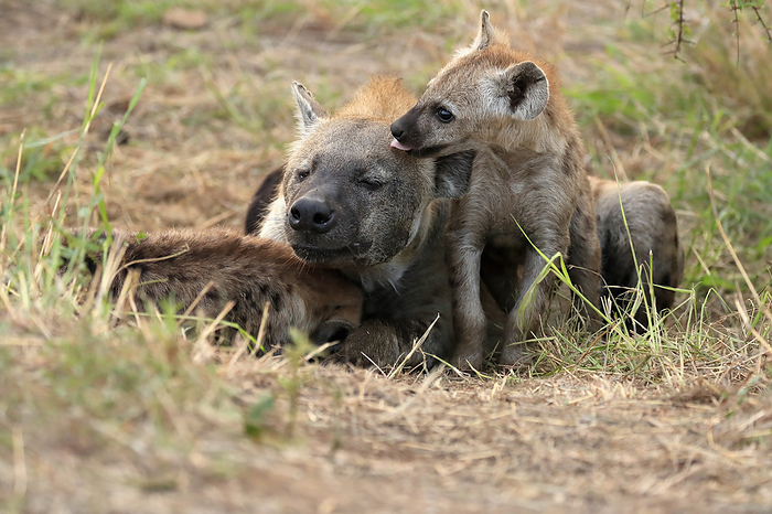 Tuepfelhyaene Spotted Hyena,  Crocuta crocuta , adult female with youngs at den, Kruger Nationalpark, South Africa, Africa
