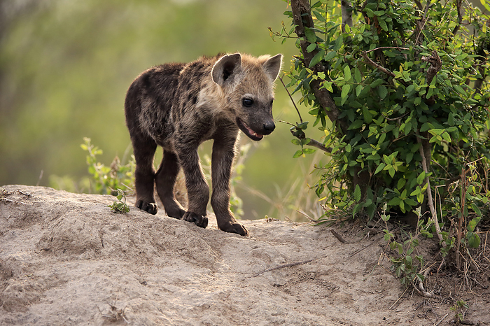Tuepfelhyaene Spotted Hyena,  Crocuta crocuta , young at den alert, Kruger Nationalpark, South Africa, Africa