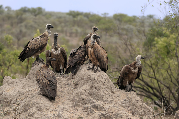 Weissrueckengeier White Backed Vulture,  Gyps africanus , group of adults alert, Sabi Sand Game Reserve, Kruger Nationalpark, South Africa, Africa