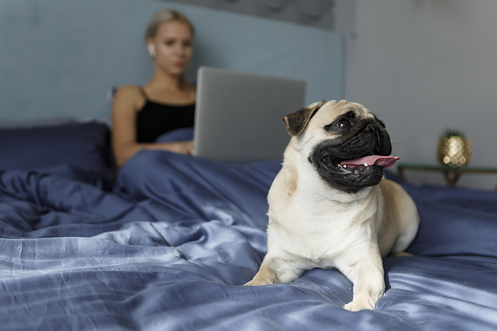 Pug sitting near owner on bed at home