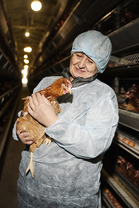 Smiling veterinarian examining hen in poultry