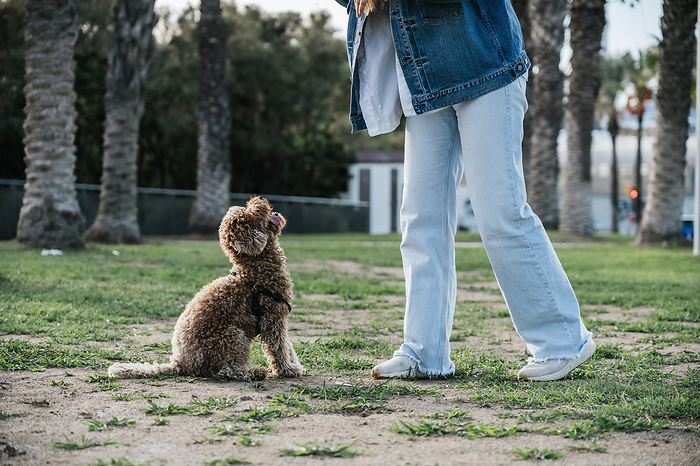 Playful poodle dog sitting near woman at park