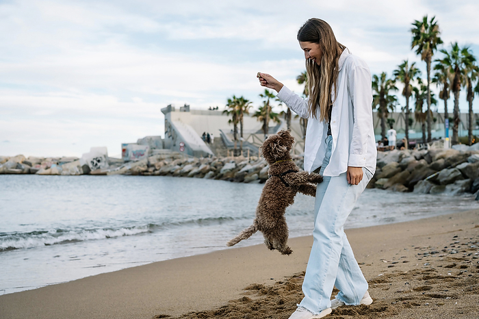 Young woman playing with poodle dog jumping at beach