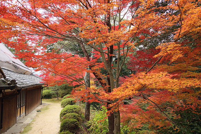 Autumn leaves at Zensuidera Temple, Konan Sanzan, Konan City, Shiga Prefecture