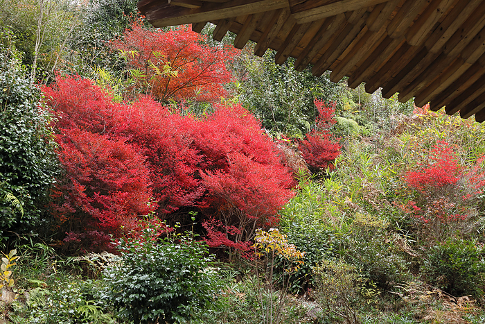 Autumn leaves at Zensuidera Temple, Konan Sanzan, Konan City, Shiga Prefecture