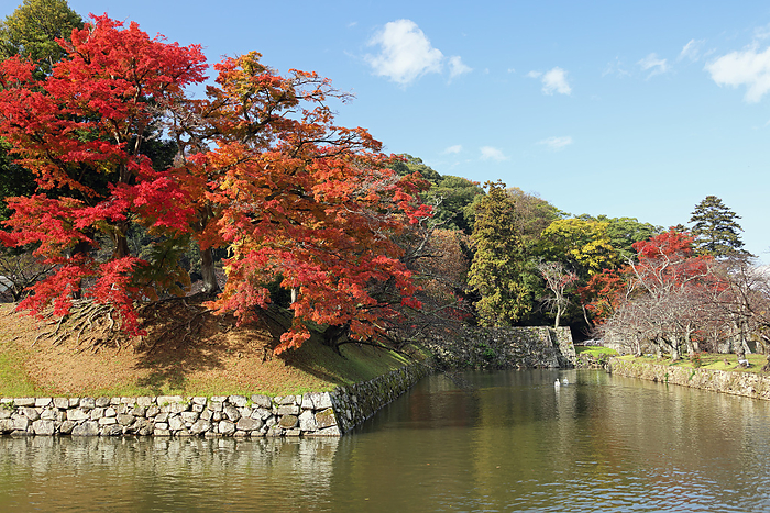 Autumn leaves at Hikone Castle, Hikone City, Shiga Prefecture