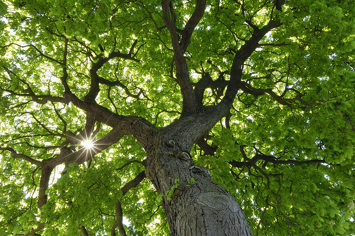 Sun shining through green canopy of horse chestnut tree (Aesculus hippocastanum)