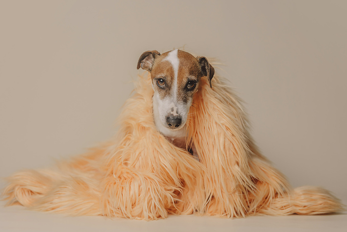 Jack Russell Terrier dog wearing peach fur jacket against beige background