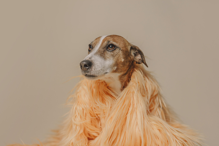 Jack Russell Terrier dog in fur jacket against beige background