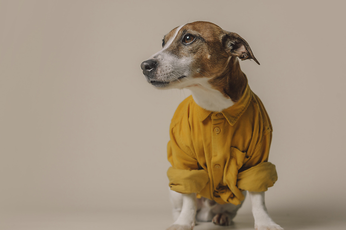 Jack Russell Terrier dog in yellow shirt against beige background