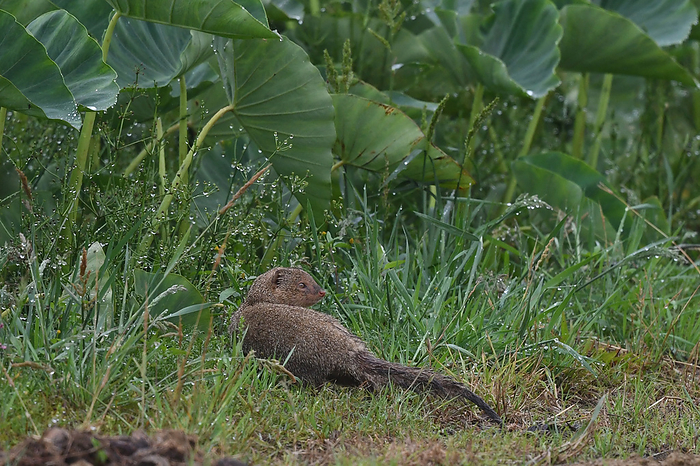 short-tailed mongoose (Herpestes brachyurus)