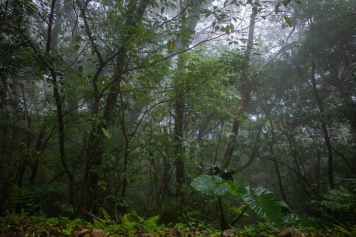 Evergreen broad-leaved forest Amami-Oshima Island