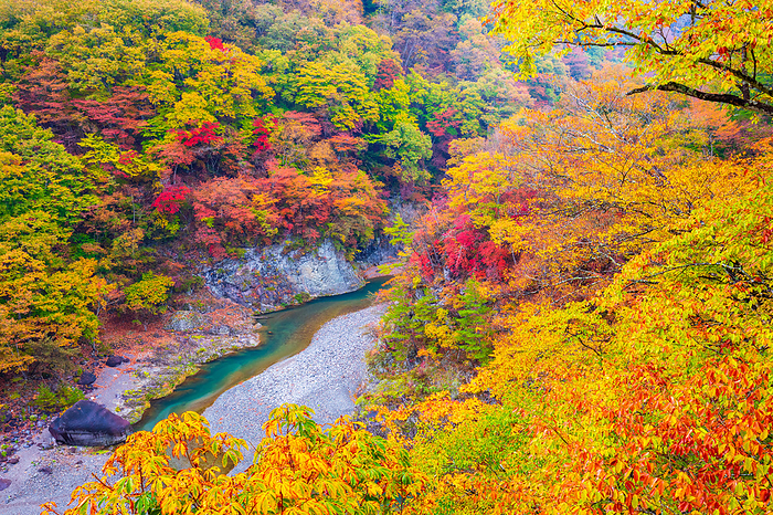 Autumn Foliage at Kinugawa River Tochigi Pref.
