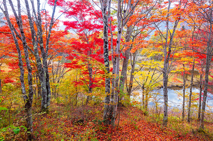Autumn leaves in Kannonuma Forest Park Fukushima Pref.