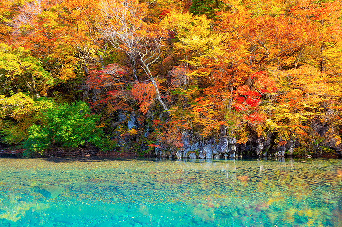 Autumn leaves at Houtai Waterfall Park Akita Pref.