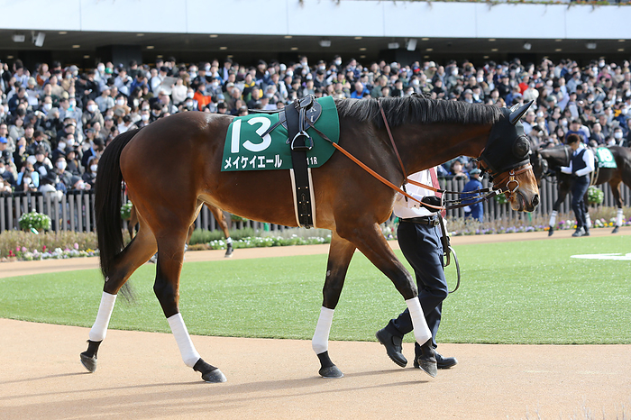 2024 Kyoto Himba Stakes G3           Meikei Yell is led through the paddock before the Kyoto Himba Stakes at Kyoto Racecourse in Kyoto, Japan on February 17, 2024.  Photo by Eiichi Yamane AFLO 
