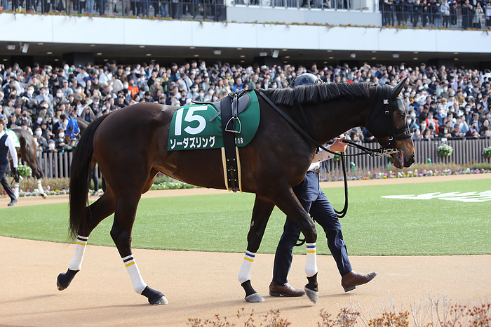 2024 Kyoto Himba Stakes G3           So Dazzling is led through the paddock before the Kyoto Himba Stakes at Kyoto Racecourse in Kyoto, Japan on February 17, 2024.  Photo by Eiichi Yamane AFLO 