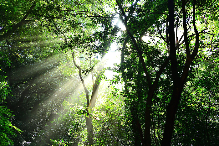 Ken Pass, a morning in the forest with chirping birds in summer, Old Gokasho Road, Mie Prefecture. A glint of light points to the forest of Ise Yuukyuu, where the chirping of summer birds overflows. The sunlight of the 24th day of the year, Shogatsu, reaches deep into the forest. The Ise Jingu Forest supports biodiversity.
