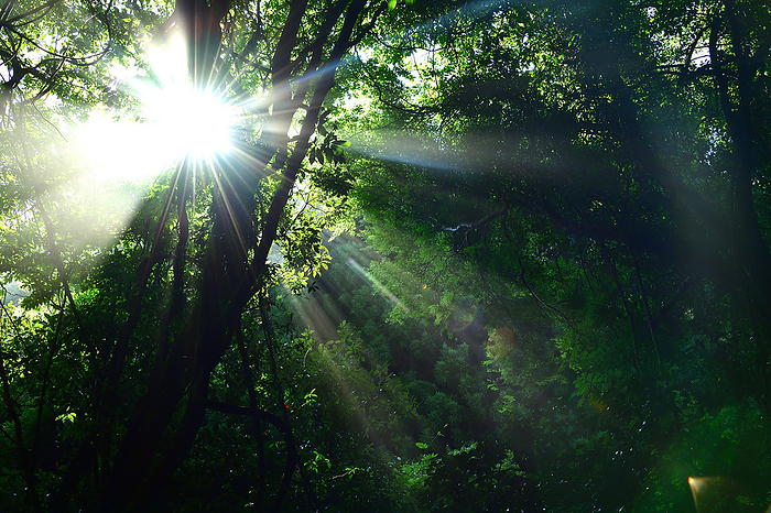 Isuzu River, morning in a forest full of summer birdsong, Old Gokasho Road, Mie Prefecture A glint of light points to the forest of Ise Yuukyuu, where the chirping of summer birds overflows. The sunlight of the 24th day of the year, Shogatsu, reaches deep into the forest. The Ise Jingu Forest supports biodiversity.
