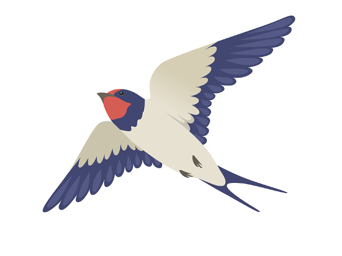 Vector illustration of a swallow