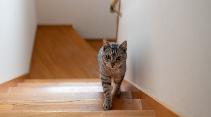Cat going up the stairs Sabatura cat