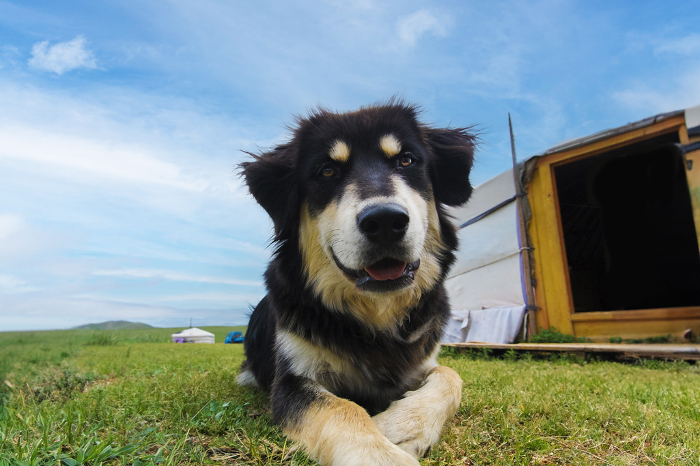 Mongolian sheepdog face