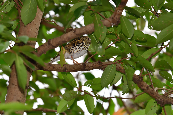 A Japanese thrush hides in a treetop branch Isuzu River satoyama, Mie Prefecture
