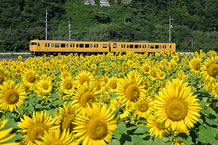 Tottori Hakubi Line Series 117 local train and sunflowers in full bloom Taken at Hokimizoguchi Station   Kishimoto Station