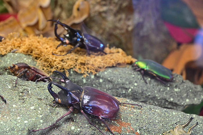Beetles at Itabashi Museum of Tropical Environmental Plants