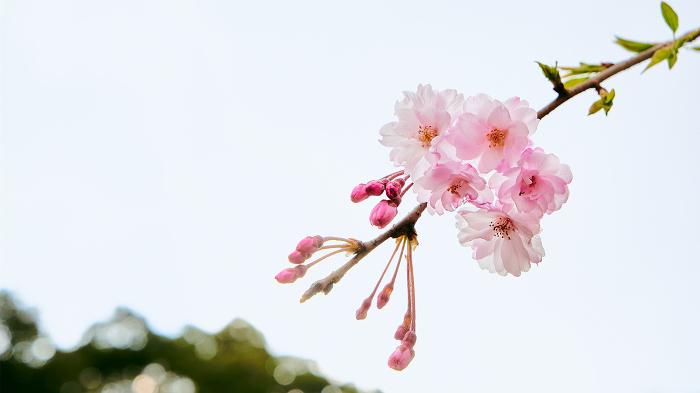 Cherry blossoms in full bloom hanging from the sky, close-ups of buds waiting to bloom, background blur and copy space