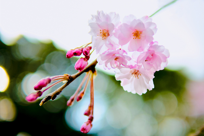 Cherry blossoms in full bloom hanging from the sky, close-ups of buds waiting to bloom, background blur and copy space
