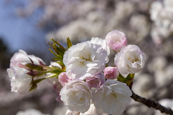 Nijo Castle Cherry blossoms at the return of Gosho Goshoguruma
