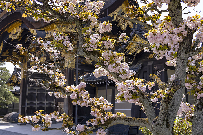 Nijo Castle Karamon Gate and Gosho Goshogurumaeshi (Cherry blossoms at the return of Gosho Goshogurumaeshi)