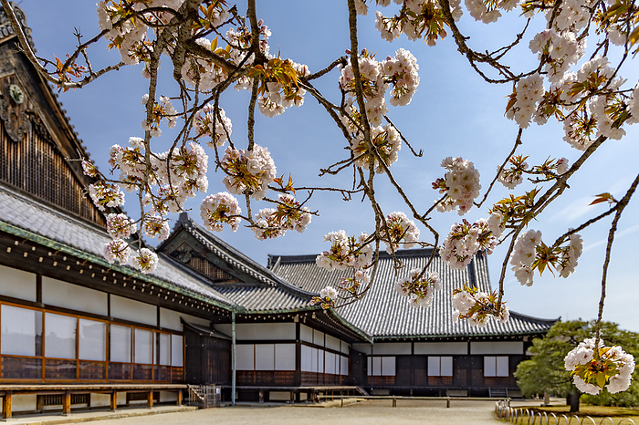 Nijo Castle Ninomaru Palace and Cherry Blossoms