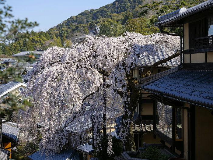 Edarezakura (weeping cherry blossoms) on Niningsaka in Kyoto