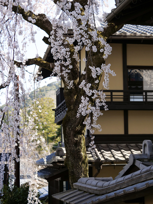 Edarezakura (weeping cherry blossoms) on Niningsaka in Kyoto