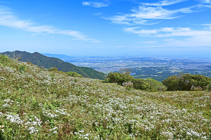 Irimogadake and Mica Peak, Mie Prefecture, where nokongiku blooms