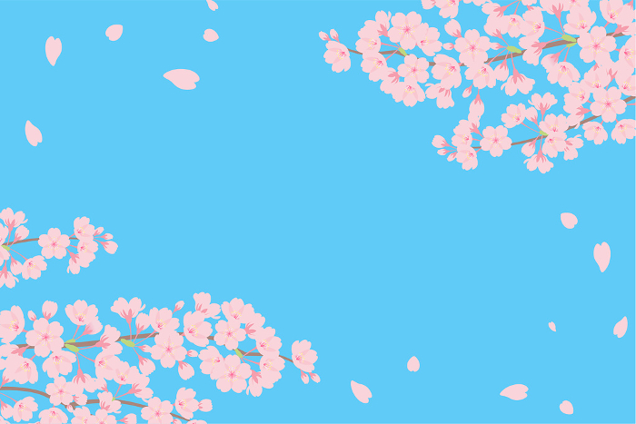Cherry Blossoms and Blue Sky Framed Background