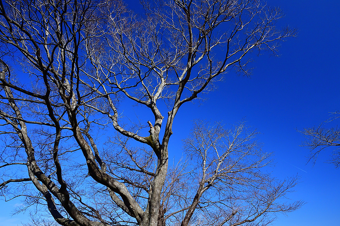Clear skies, winter sun, 24th day of spring, Risshun, Mie Prefecture, at the foot of Mt. Clear skies and cold winter sun. It is time to enter mid February, the first sign of spring. It may be too early to say  three cold and four warm days . I found the spring sun in the seasonal colors of the tree branches 