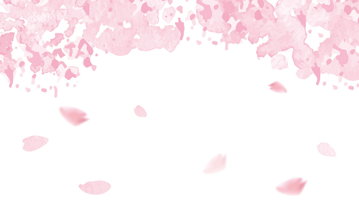 Watercolor illustration of cherry blossoms Fluffy gentle hand-drawn style illustration