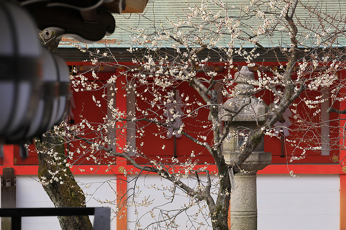 Kitano Tenmangu Shrine in Ume Bloom, Kyoto Prefecture