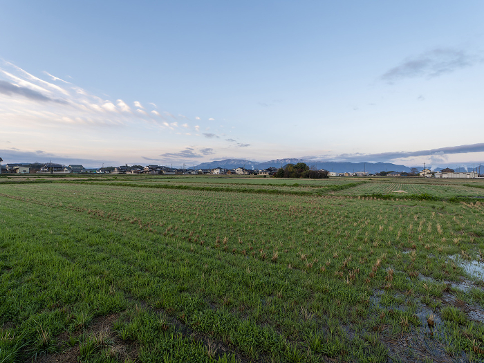 Scenery of rice fields and snow-covered mountains in Kashihara City, Kashihara, Nara Prefecture