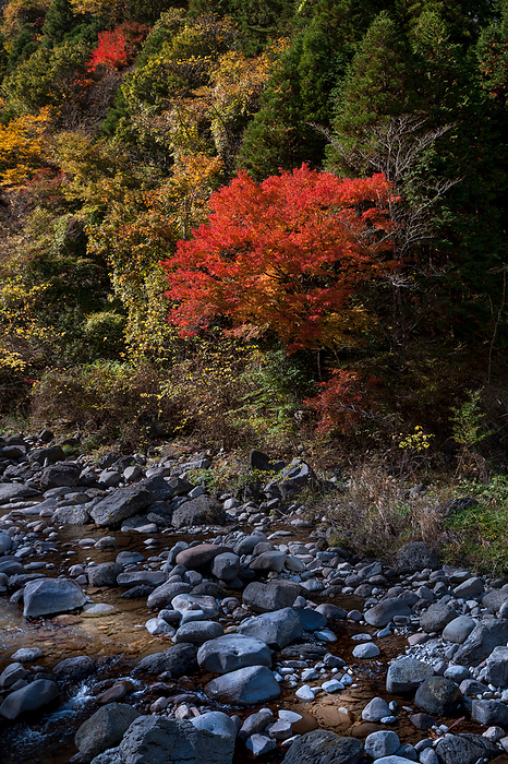 Kawahara River (a tributary of Chikugo River) and autumn leaves