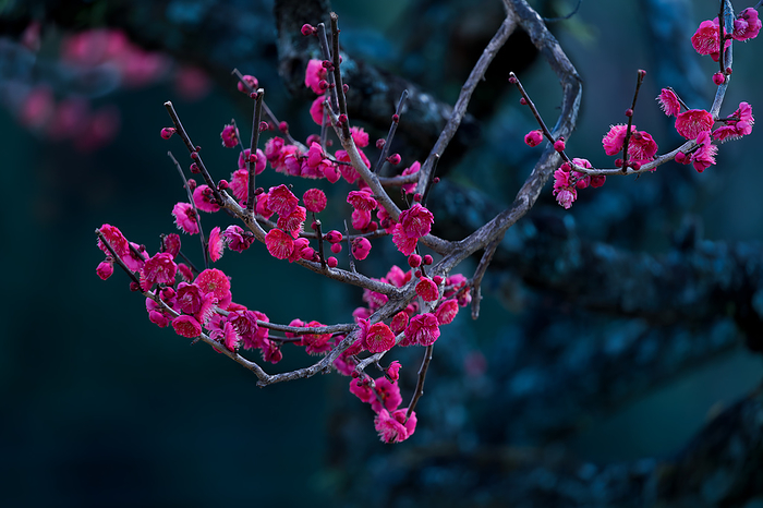 red-blossomed plum tree