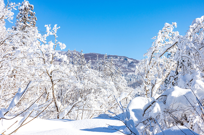 Nabekura Plateau of Snow, Nagano Prefecture