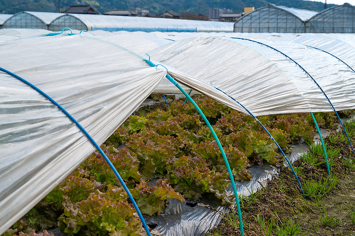 Sunny lettuce cultivated in plastic tunnels