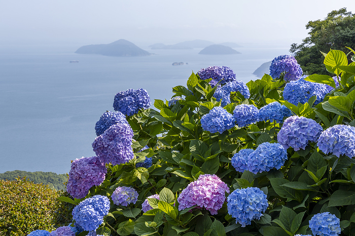 Hydrangea and Seto Inland Sea, Kagawa
