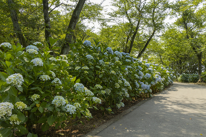 Hydrangea at Shiyundezan, Kagawa Prefecture