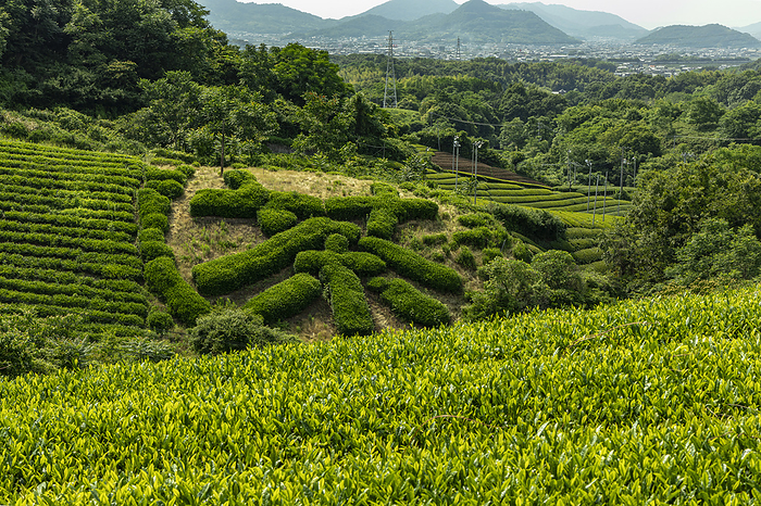 Tea plantation, Kagawa