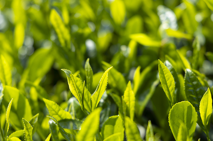 Kagawa Prefecture Tea sprouts